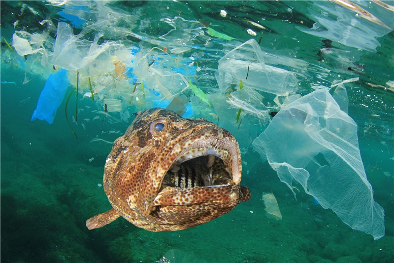 マイクロプラスチック問題と海洋汚染