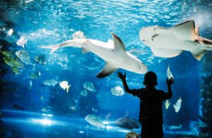 水族館の水槽の前の男の子