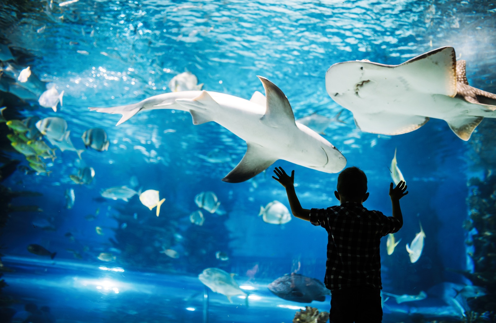 動物園 水族館が抱える問題とは グルグル動いている理由はストレスによる異常行動の可能性も Vegan子育て