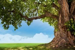 「心の木」を育てよう～東洋思想と子ども瞑想
