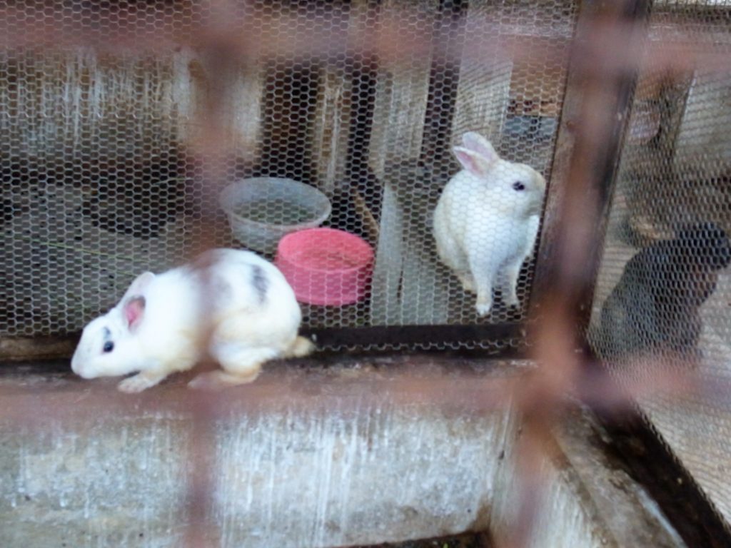 学校での動物飼育